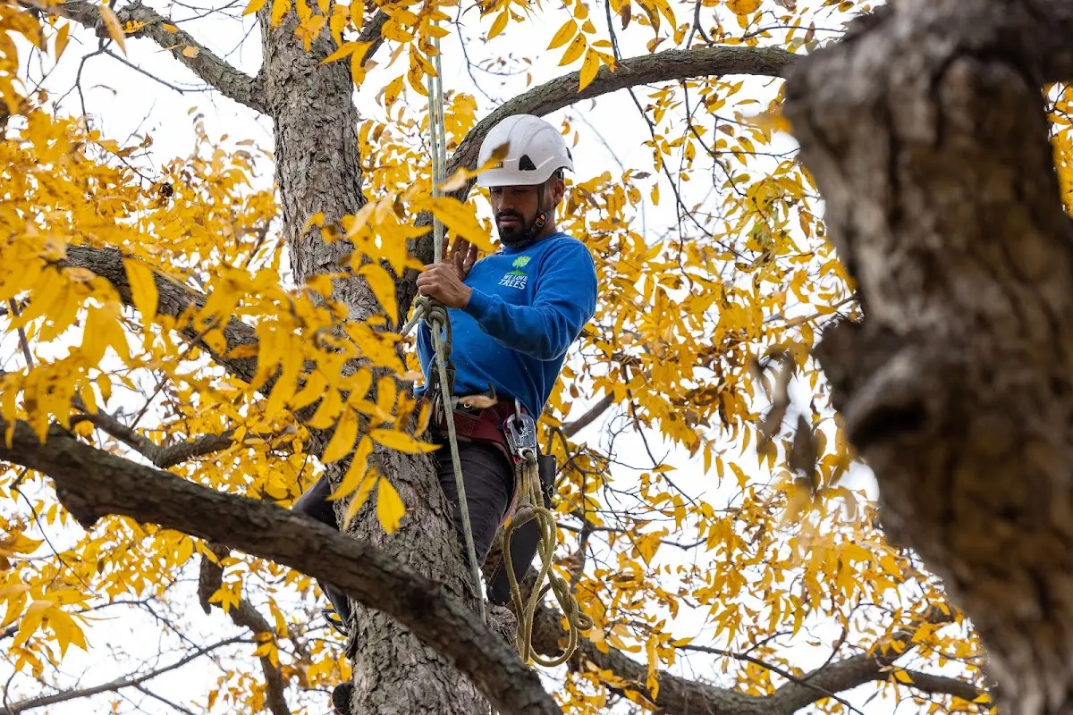 Skilled Tree Planting crew working in Fort Defiance