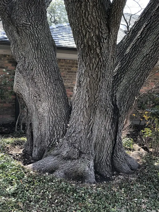 Mature heritage tree close to a Fort Defiance property cared for by certified arborists